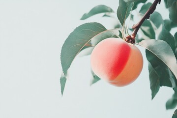 Luscious Peach on a Bright White Surface for Summer Vibes