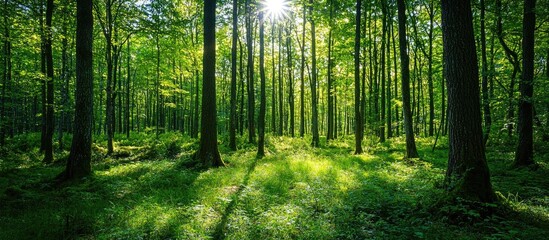 Naklejka premium Beautiful Forest In Summer With Bright Sun