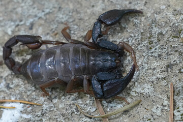 Closeup on a gravid female Pacific or Western Forest Scorpion, Uroctonus mordax , Oregon