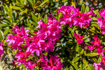 Flowers in blossom in spring and summer in the mountain valley of the Alps. Alpine meadow full of beautiful colorful blooming flowers and green grass with the mountain rocky peaks on the background