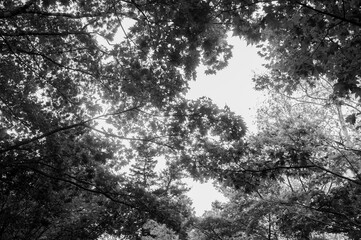 black and white forest