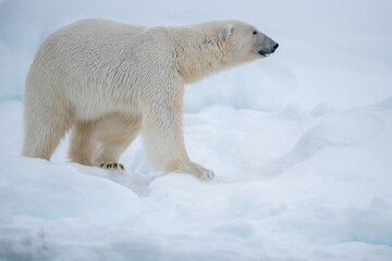 Polarbear