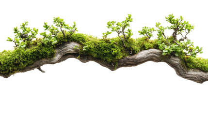 moss covered tree branch on white background