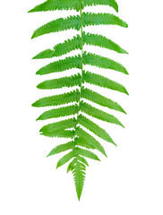 fern leaf isolated on white background