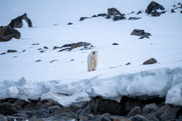 Polarbear