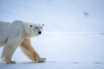 Polarbear