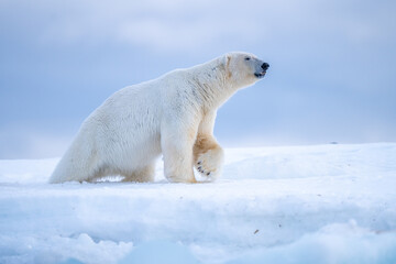 Polarbear