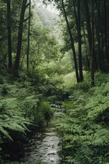 Obraz premium Stream flowing through forest