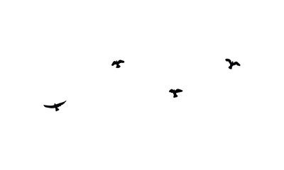 Black Flying birds silhouette And Illustration. 
