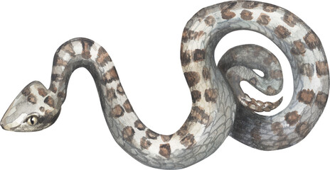 TWIN SPOTTED RATTLESNAKE (Crotalus pricei). Watercolor hand drawing painted illustration.