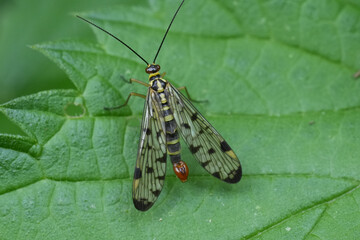 Closeup on a male GErman scorpion fly, Panorpa germanica sitting on a green leaf