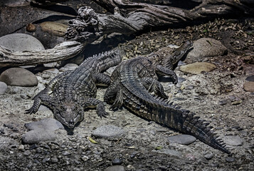 Fototapeta premium Two australian crocodiles on the ground. Latin name - Crocodylus johansoni 