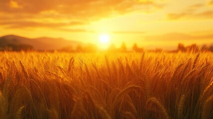 Fototapeta premium Scenic agricultural landscape featuring wheat fields at sunset showcasing the beauty of nature and the golden hues of harvest time