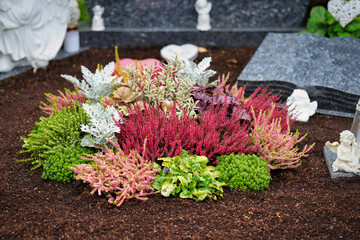 Autumnal grave planting with colorful heather on freshly dug and cleaned soil