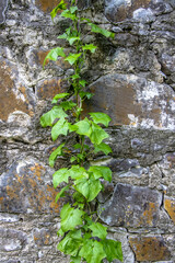 Ivy vine climbing a weathered stone wall, showcasing nature resilience against time and rustic architecture.