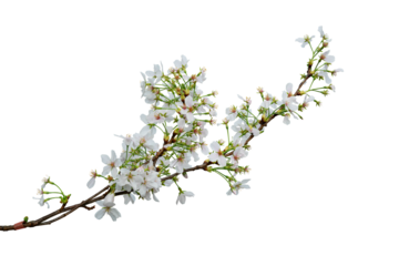 Cherry blossom branch isolated