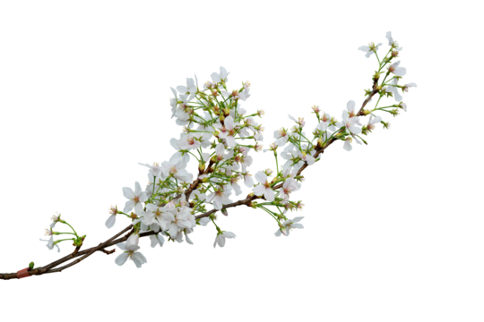 Cherry blossom branch isolated