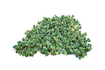 Obraz premium Green and White plant bush isolated