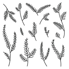 Hand drawn set evergreen tree branches. Conifer black branches isolated on a white background. Minimalistic linear elements. Vector illustration