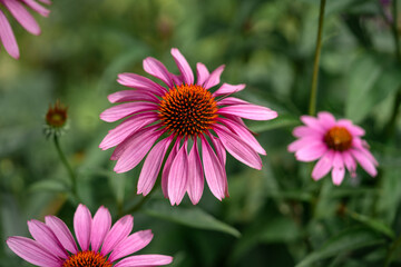 Obraz premium Echinacea purple flower on a green background close-up