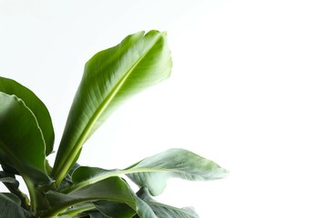 Fototapeta premium Banana tree in sunlight on a white background. Tropical plant foliage with visible texture