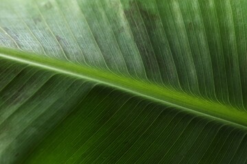 Green banana leaf, close up view