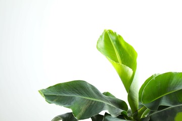 Fototapeta premium Banana tree in sunlight on a white background. Tropical plant foliage with visible texture