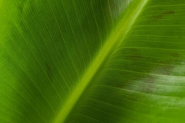 Green banana leaf, close up view