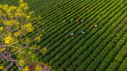 Bao Loc tea hill, Lam Dong, the yellow poinciana flower season is beautiful. Photo taken in Bao...
