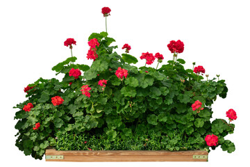 Fototapeta premium Red flower bush isolated