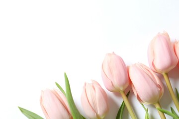 Naklejka premium Beautiful tulips on white background