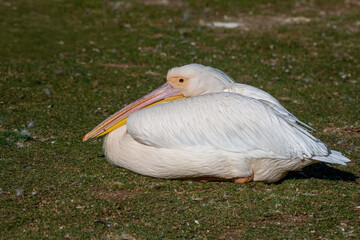 pelican on the grass