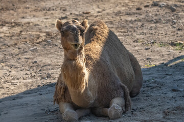 camel on the beach