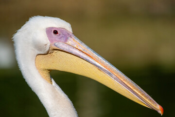 close up of a pelican