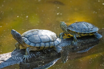 turtle on the water