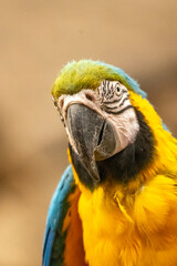 blue and yellow macaw