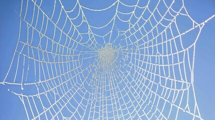 Obraz premium Delicate Spider Web with Dew Drops on Blue Background