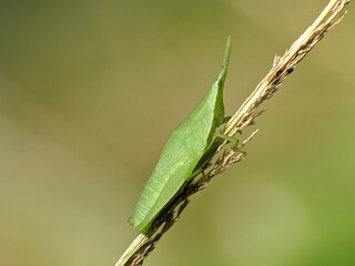 Acrida Cinerea with blur background