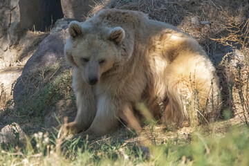 Fototapeta premium bear