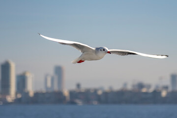 Fototapeta premium seagull in flight