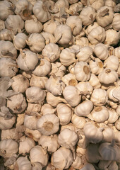 Garlic bulbs on a shelf highlighting their natural beauty and culinary importance.