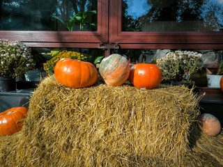 Pumpkins on a farm.