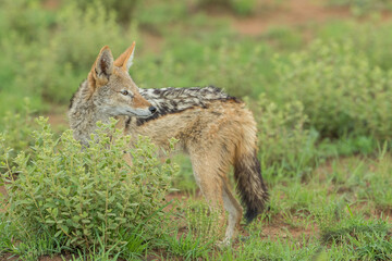 Obraz premium Black backed jackal in the bush