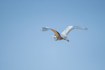 Obraz premium black heron flying in the sky