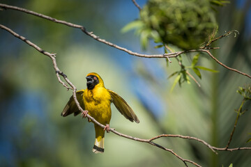 Southern masked weaver singing in a tree