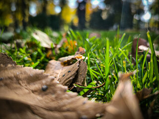 Blurred autumn backdrop with green grass and fallen leaves, featuring soft selective focus. Essence of October.
