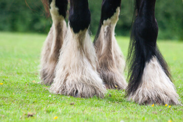 Beautiful close up of a shire horses large and very hairy feet as it walks across a grassy pasture. 
