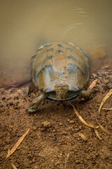 Terrapin stepping out of a dam 