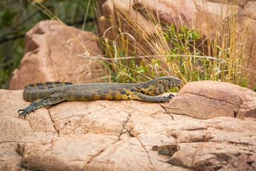 Rock monitor sitting on a rock