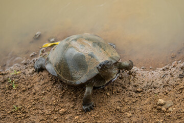 Terrapin stepping out of a dam 